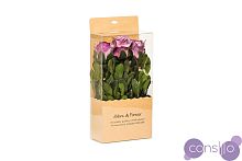 Розы стабилизированные в коробке (фиолетовые) 34JN-171