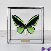 Статуэтка Butterfly Priamus Poseidon Glass Box