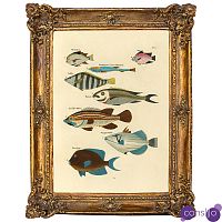 Постер Fish Species в багетной раме