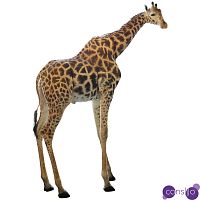 Чучело жирафа Масайский Жираф таксидермия