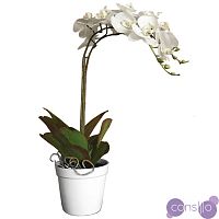 Белая oрхидея в горшке