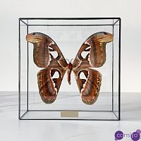 Статуэтка Butterfly Atlas Glass Box