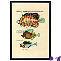 Постер в черной раме Fish Guide 24