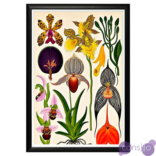 Постер Orchidarium