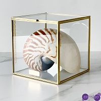 Статуэтка Nautilus Pompilius Glass Box M