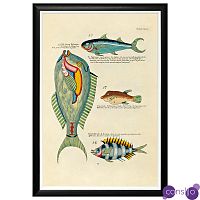 Постер в черной раме Fish Guide 8