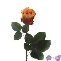 Роза оранжево-пурпурная 7A14B00011