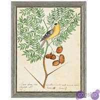 Постер Paradise Bird On Branch