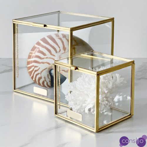 Комплект статуэток Natural Coral & Nautilus Pompilius Glass Box
