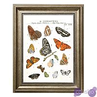 Постер Little Butterflies