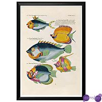 Постер в черной раме Fish Guide 20