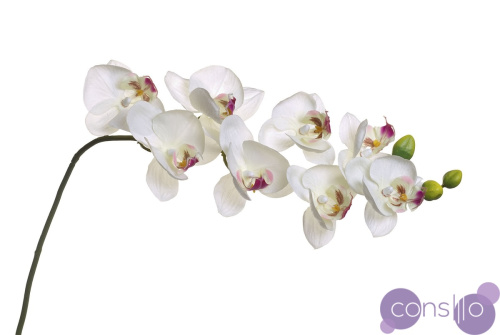 Орхидея белая 8J-1219S0003