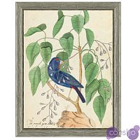 Постер Blue Bird In Foliage