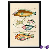 Постер в черной раме Fish Guide 9